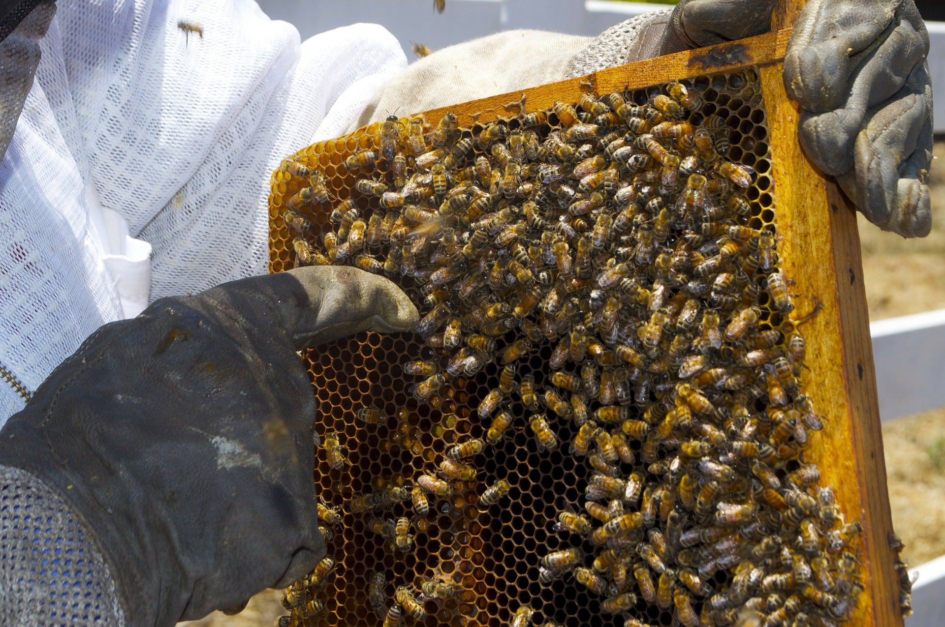 Achat d'abeilles